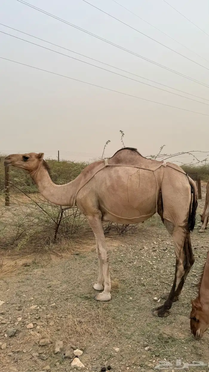 ابل ماشاءالله طيبه 0