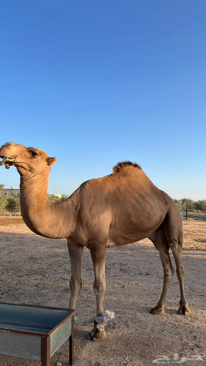 فحل إبل أحمر كفو 16