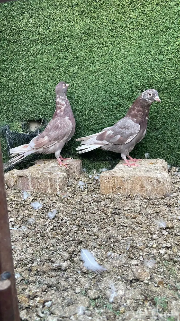 بيض وجاج 3