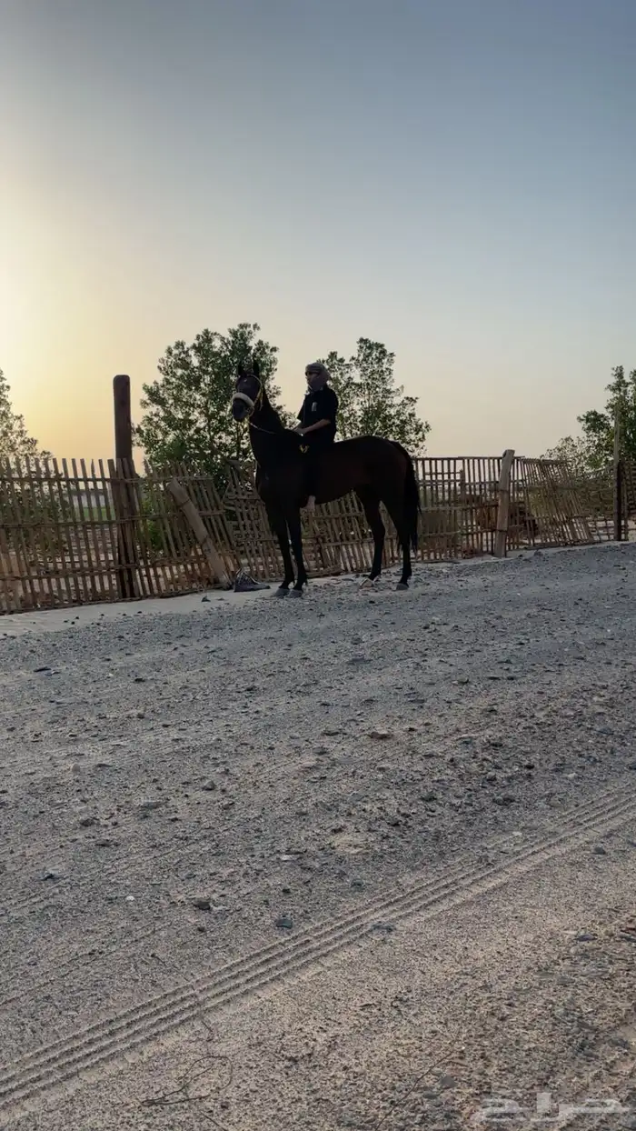 فرس سبوقق 12