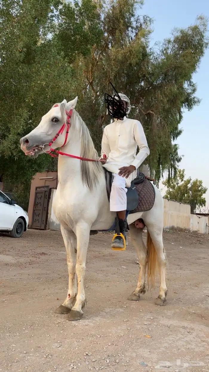 السلام عليكم حصان واهو البيع شعبي العمر 5 الحصان طرب 4