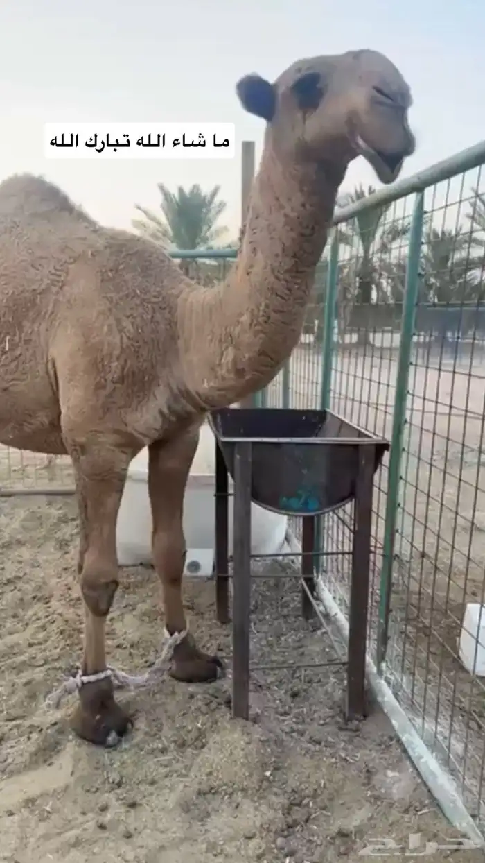 قعود حق اصفر للبيع 0