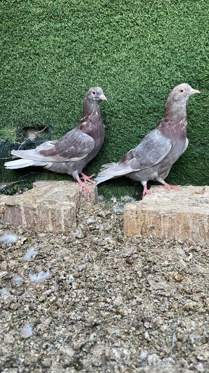 بيض وجاج 4
