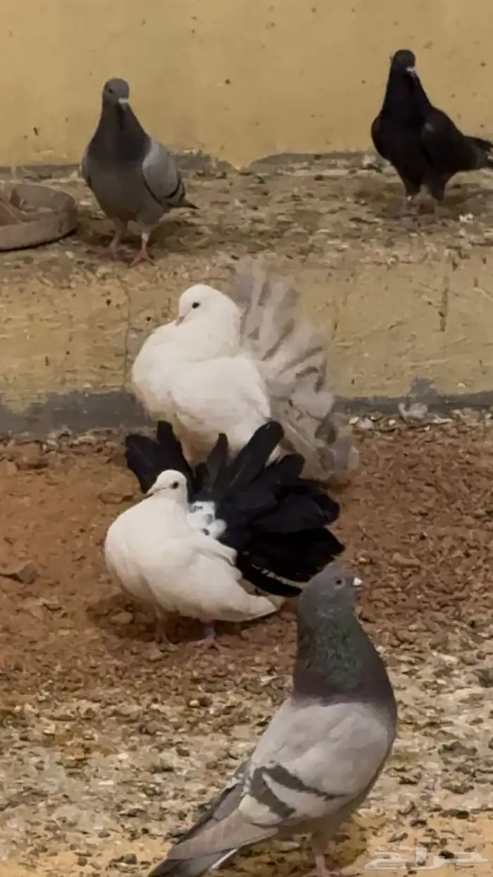 عشة حمام سلفر وفرنسي وزاجل جامبو 0