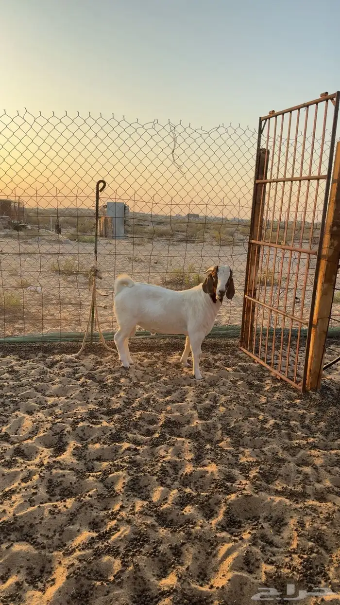 تيس بورقت بور 1