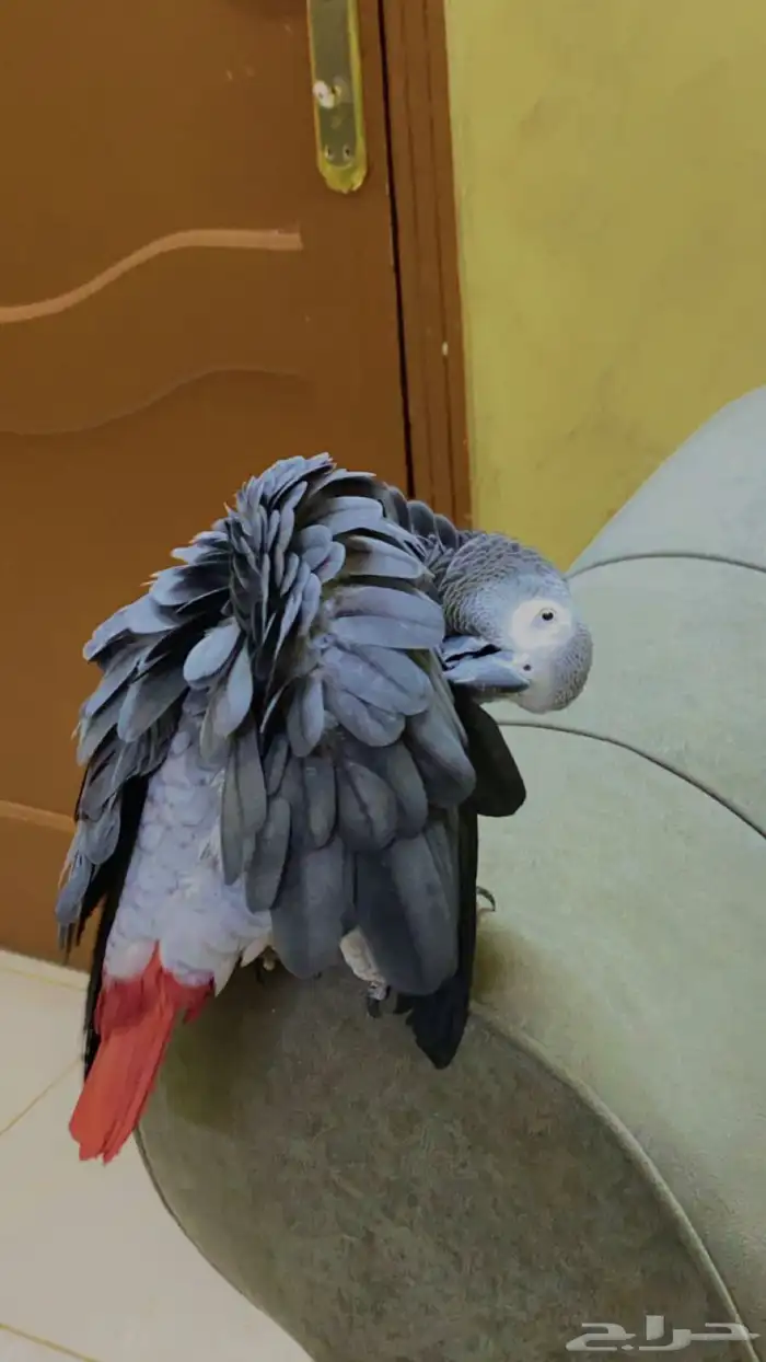 ببغاء كاسكو 2