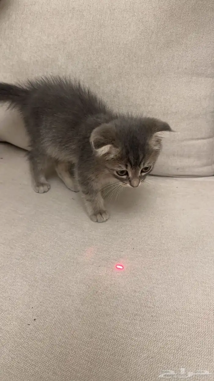 قط كيتن سكوتش فولد 2