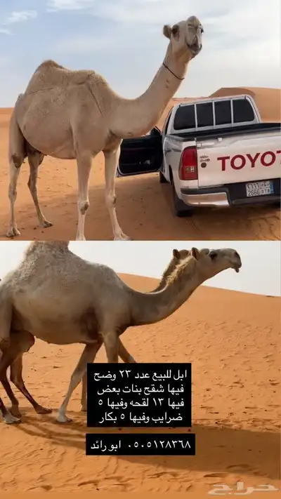 ابل وضح للبيع 0