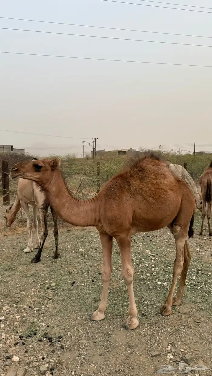 ابل ماشاءالله طيبه 1