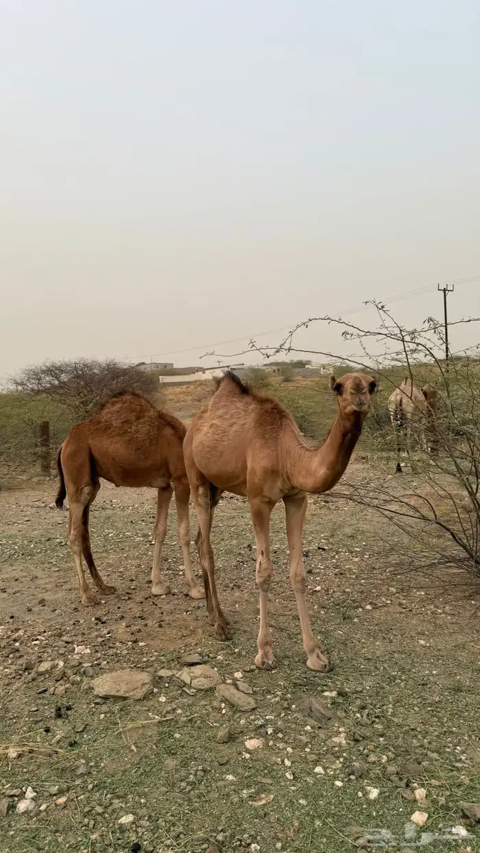 ابل ماشاءالله طيبه 2