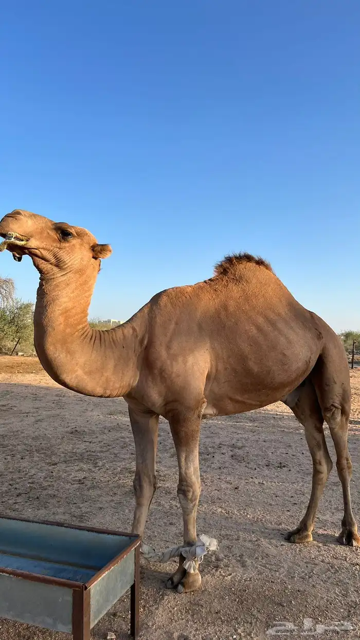 فحل إبل أحمر كفو 14