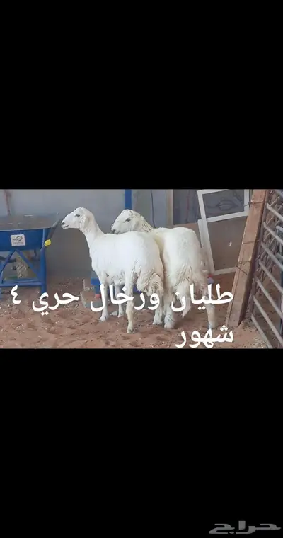 ذبايح... index