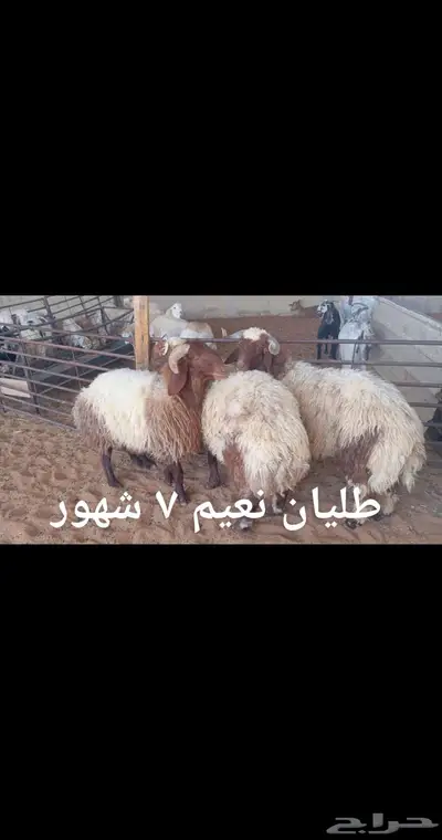 ذبايح... index
