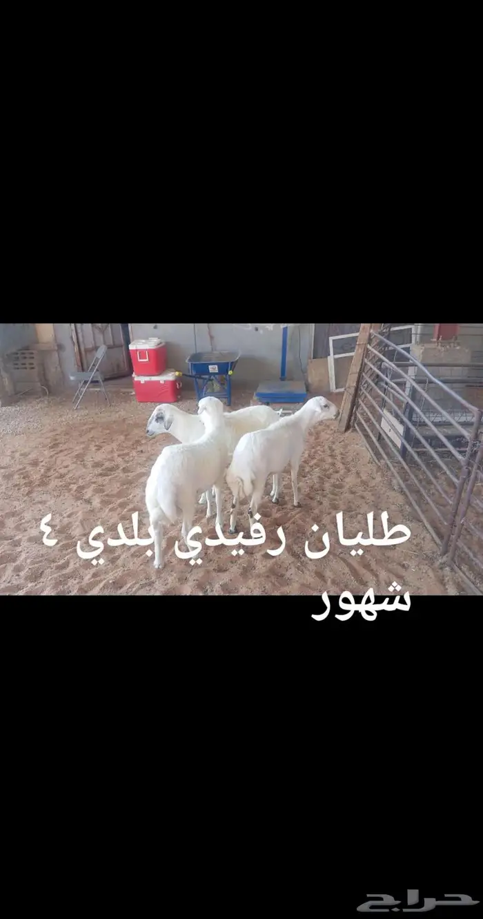 ذبايح... 2