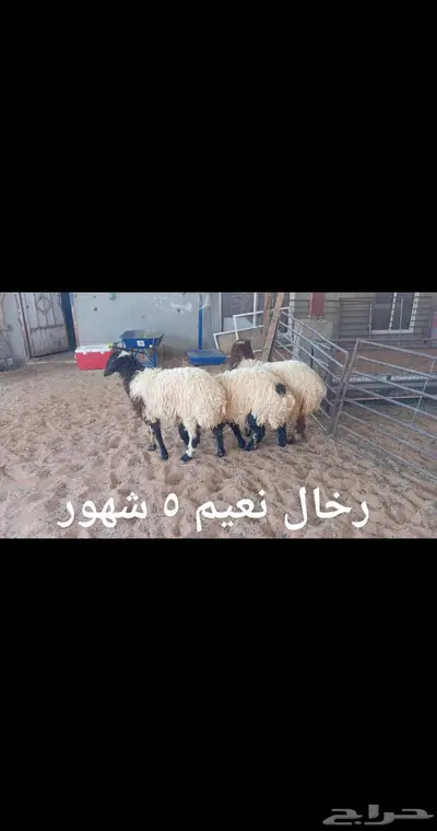 ذبايح... index
