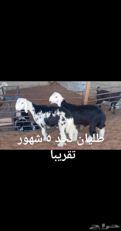 ذبايح... index