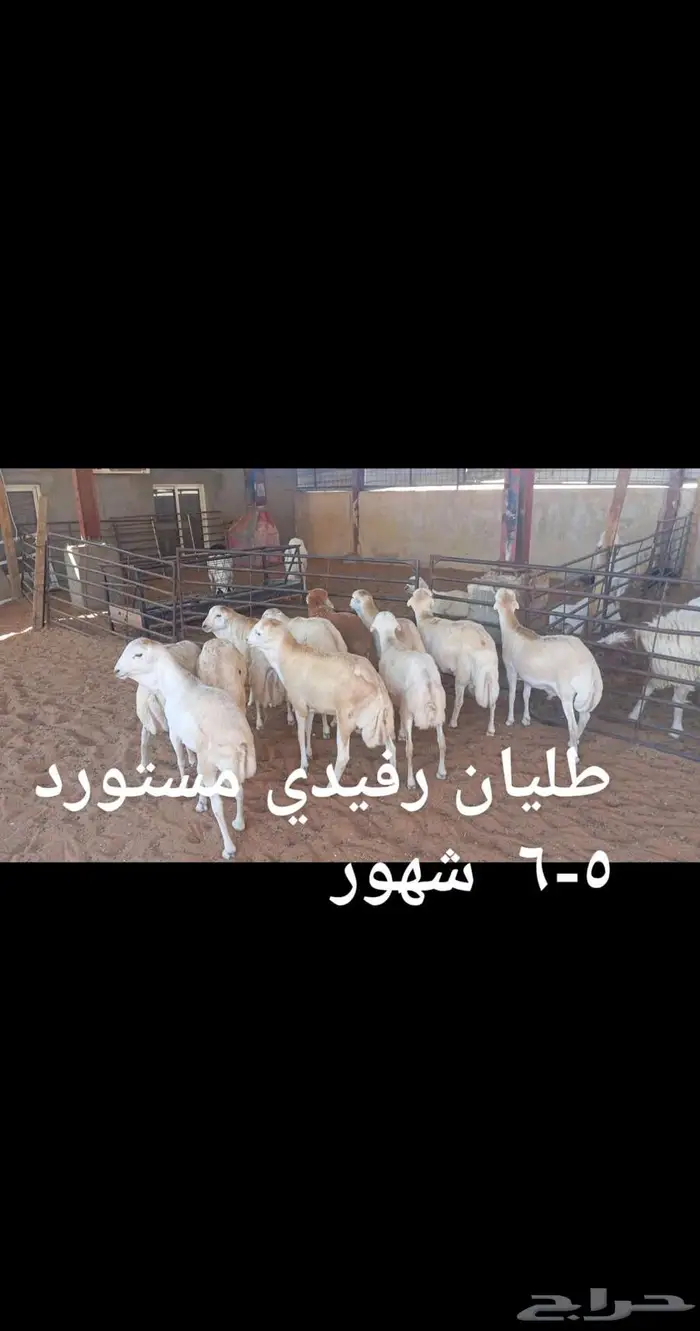 ذبايح... 7