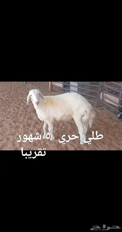 ذبايح... index