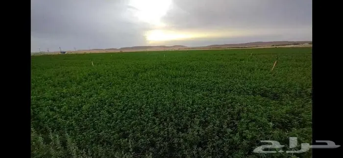 مزرعة بالجزائر 0