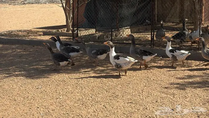 وز بلدي للبيع منتج 1