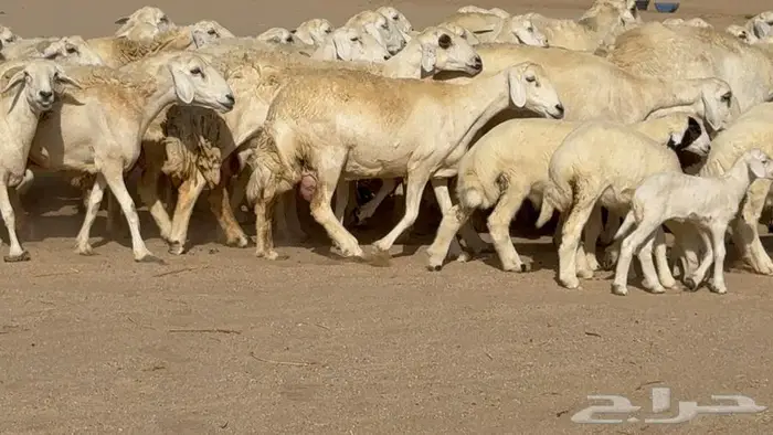 غنم 41 تحتها 16 فحولها 2 1
