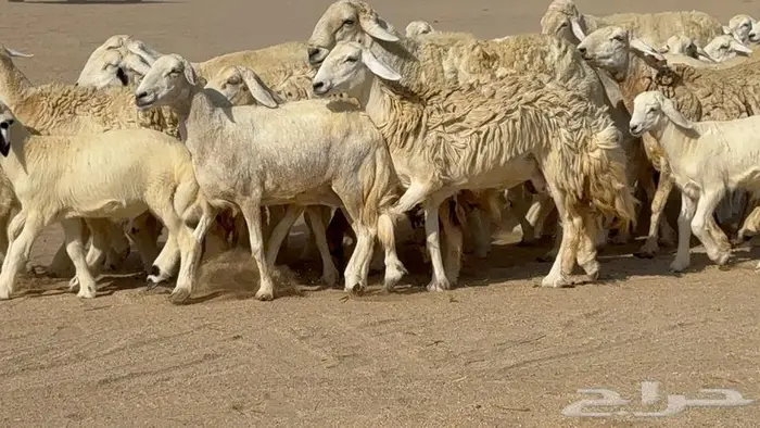 غنم 41 تحتها 16 فحولها 2 3