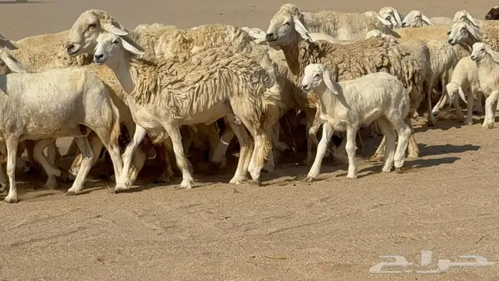 غنم 41 تحتها 16 فحولها 2 7