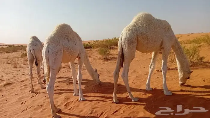 لبيع القعدان 2 1