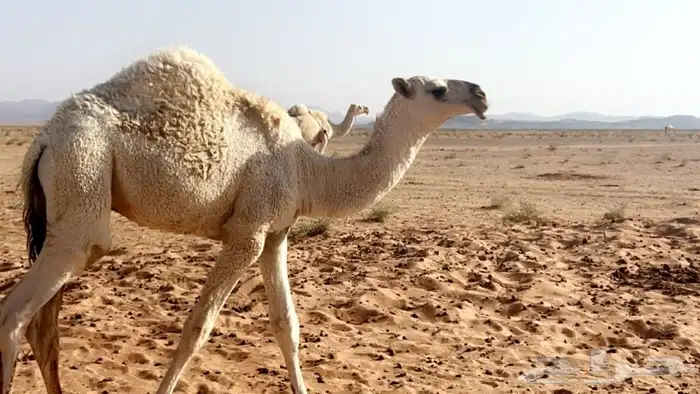 قعود على مرهب البواتل 1