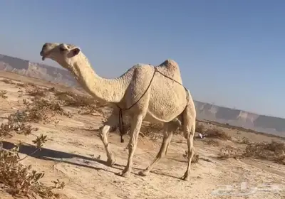 شقح كفو قعود وعشرا index