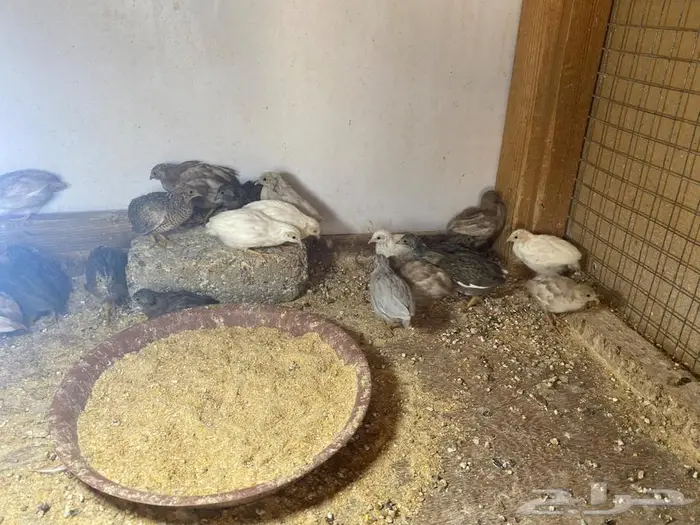 سمان صيني ( القزم ) ( تم البيع ) 0