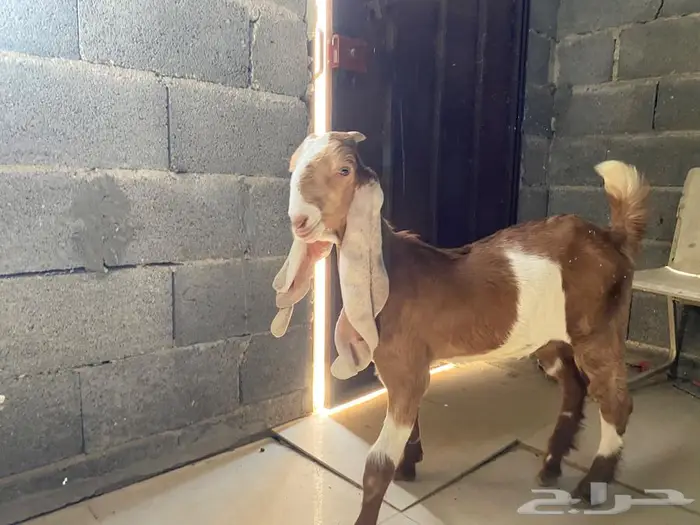 للبيع جفره 1
