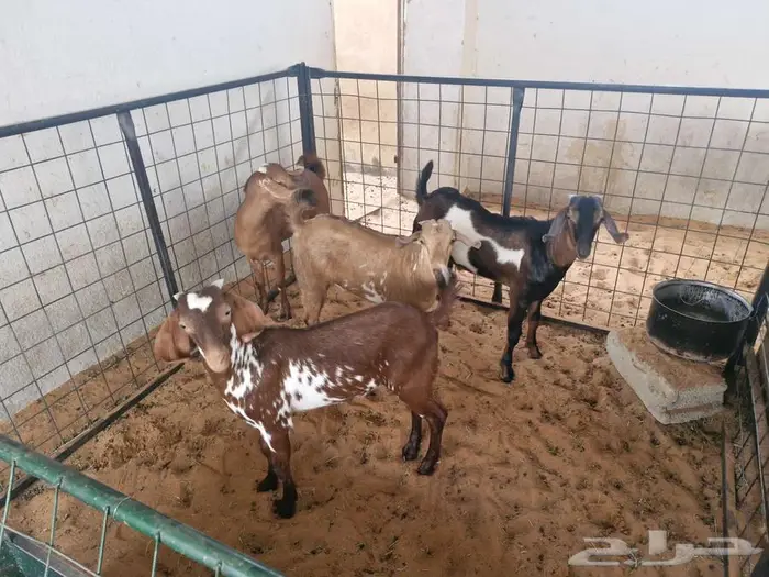 تيوس جنوبية للبيع 2
