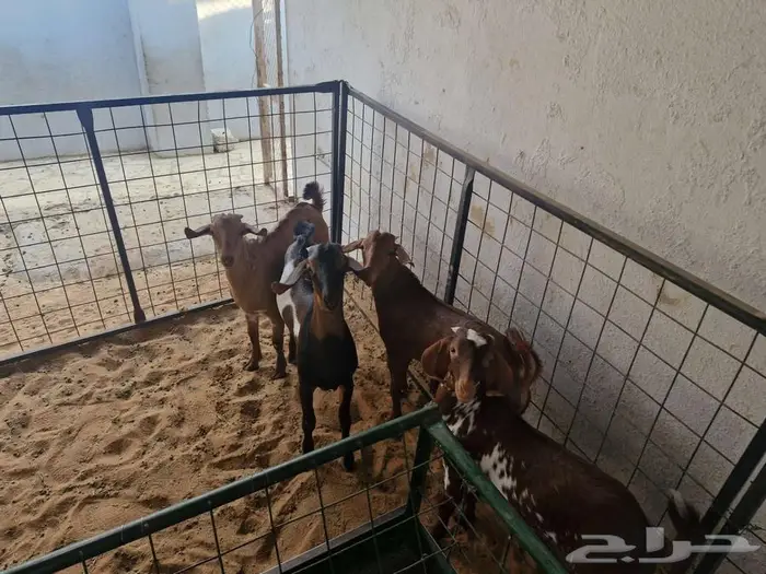 تيوس جنوبية للبيع 3