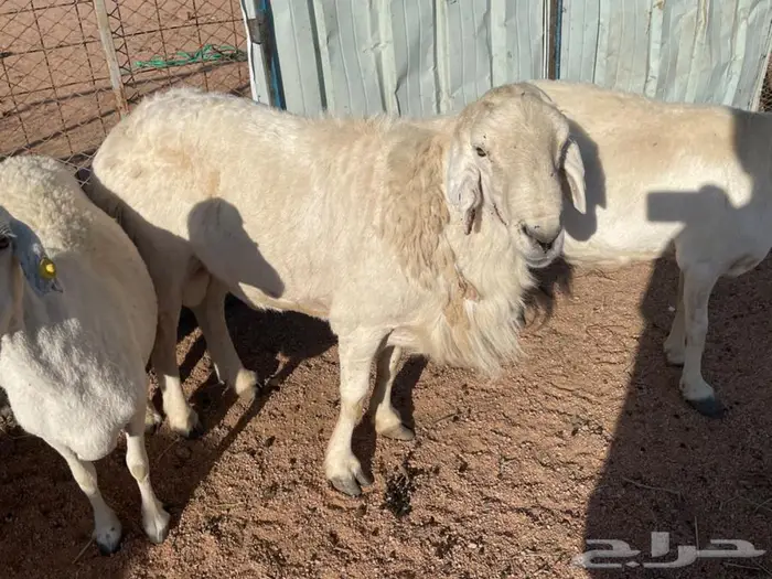 طلي فحل مشروط للبيع 4