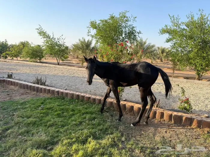 مهره للبيع 2