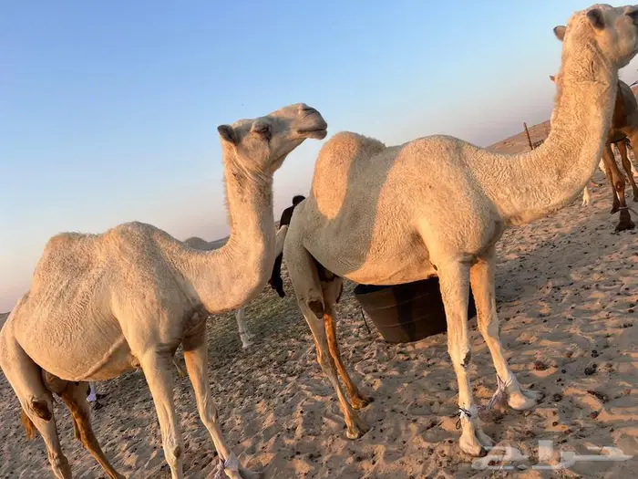 4 نياق وضح في بقيق 0