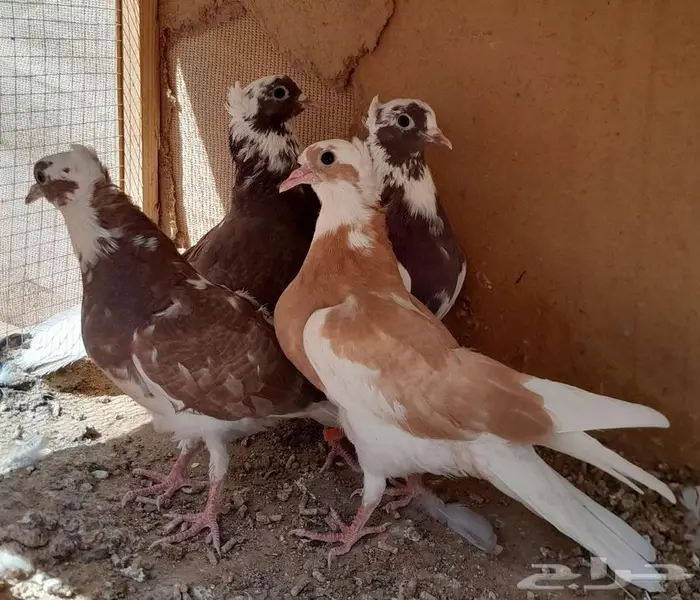 قطايف بالخرج 20
