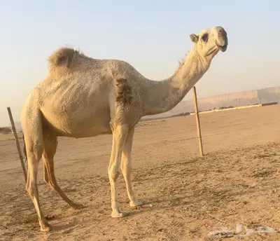 شقح كفو قعود وعشرا index