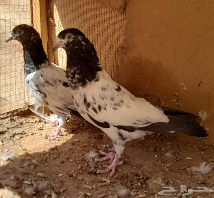 قطايف بالخرج 3