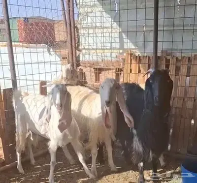 معزا مضاريع 0