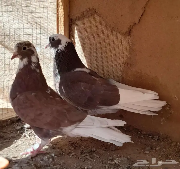 قطايف بالخرج 5