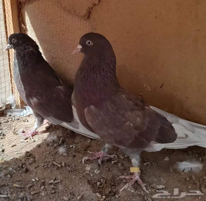 قطايف بالخرج 6