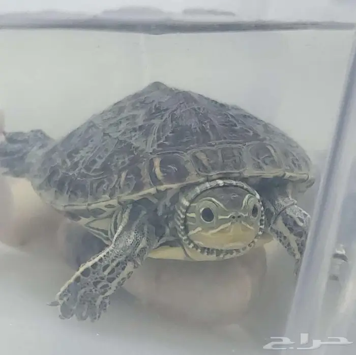 طير كروان للبيع مع سلحفاة هدية 3