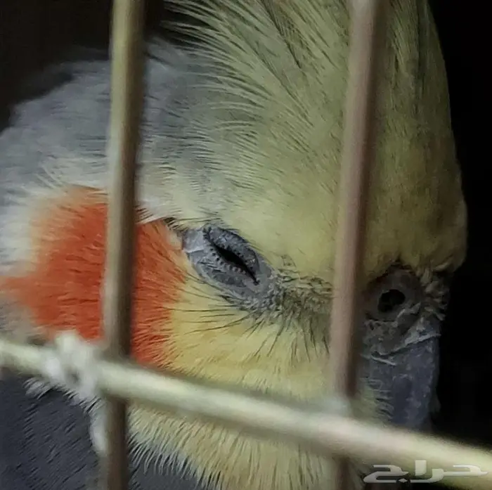 طير كروان للبيع مع سلحفاة هدية 2