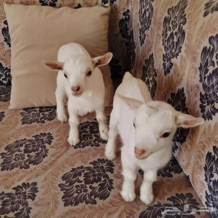 تيس وجفره قزميات جميلة جدا 3