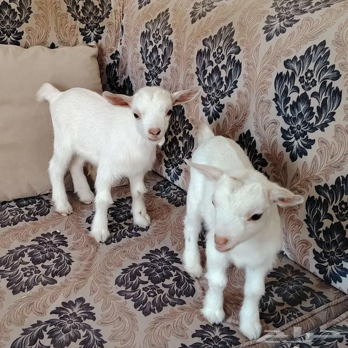 تيس وجفره قزميات جميلة جدا 2