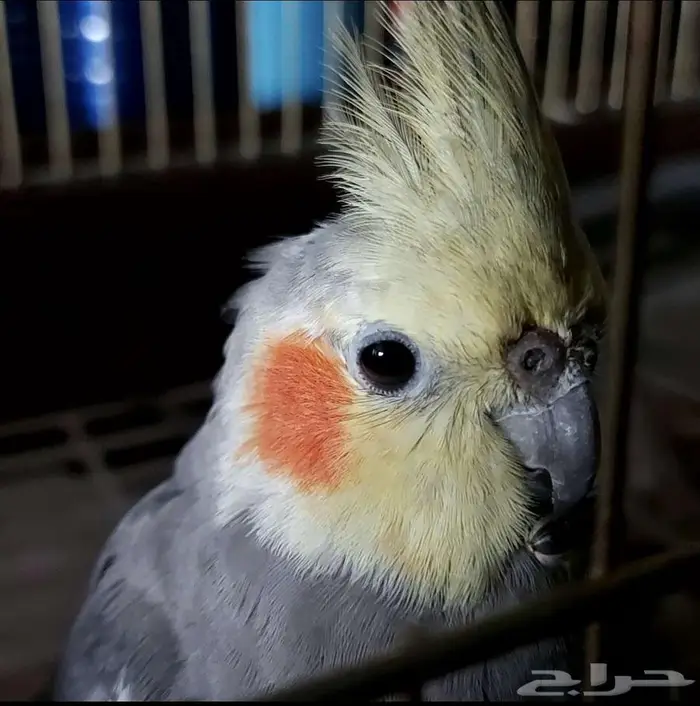 طير كروان للبيع مع سلحفاة هدية 1