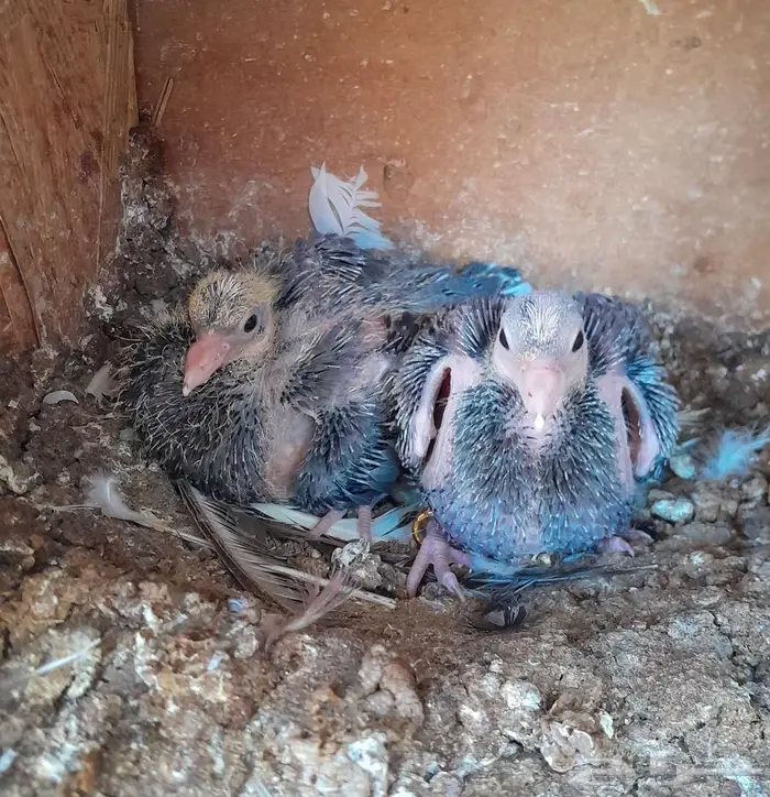 قطايف بالخرج 14