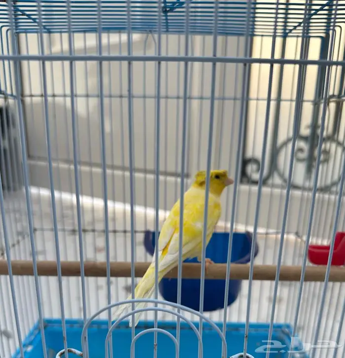 كناري كرست أصفر تغررريد 0